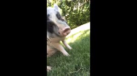 Happy pig twirls in circle with delight