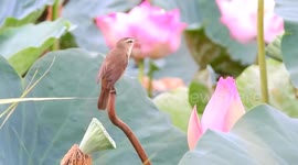 A fresh morning, this bird is actually a singer