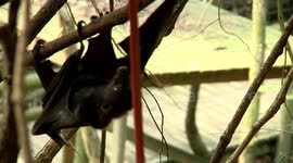 Large Bat Scales Tree Tops Upside down To Get Food