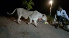Indian man in jail for teasing lioness with chicken