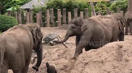 Two baby elephants at Chester Zoo die after contracting virus