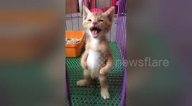 Kitten stands on two legs like a human