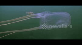 BoxJelly Fish
