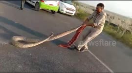 Huge python snaps twice at cop in daring rescue