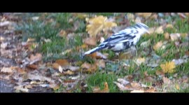 Twitcher stunned to spot rare WHITE blackbird near his home