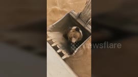 Wild bear scooped out of Chinese dam after 14-hour rescue operation