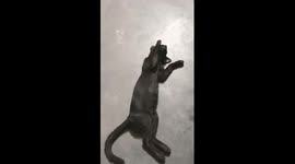 Cat sleeping  like dead