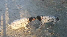 Pointer twin Sisters Izzy and Lana giving new meaning to the all times classic Tug of war