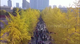 Drone footage of pretty maidenhair trees at Chinese university attracting tourists