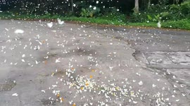 Amazing Swarm of Butterflies in Ninh Binh, Vietnam