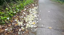 Hundreds of Butterflies in Ninh Binh
