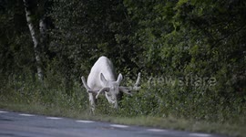 White moose in traffic