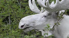Rare footage of stunning white moose filmed in Sweden