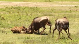 THE WILDEBEEST TRYING TO HELP HER CALF AT NGORONGORO CRATER IN TANZANIA!!