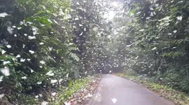 Hundreds of butterflies fill the skies of Vietnam