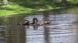 Beautiful Australian Black Swans in love!