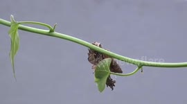Dead leaves walking, amazing camouflage in the insect world.