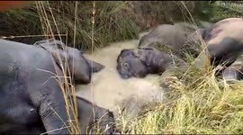 Tragedy as seven wild elephants electrocuted by power lines in India