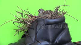 Bird in a shoe.