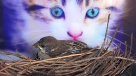 The little bird and the scary cat.