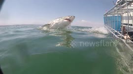 Tourists Get Up Close With Breaching Great White Shark