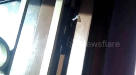 Lizard removing it's skin