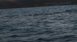 Seals Narrowly Escape Death By Massive White Shark
