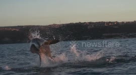 Close call! Seal escapes jaws of leaping great white shark