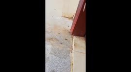Wasp Vs Cockroach