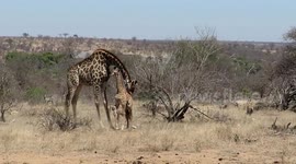 Mother giraffe protects her badly injured calf from hungry hyenas