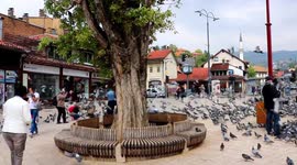 pigeons flying around as man feeds them in pigeon square sarajevo bosnia and herzegovina