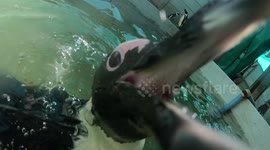 Playful Penguin Leaps On Camera!