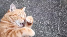 Ginger cat goes crazy for olive