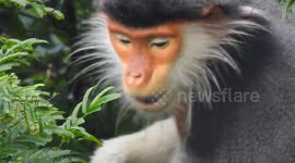 This is extremely rare monkeys in Vietnam, it was eating breakfast with leaves