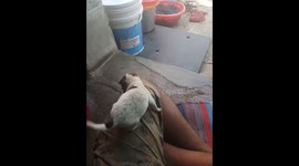 Sweet puppy
