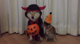 trick or treat ??