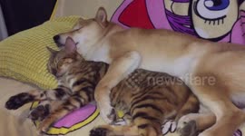 Adorable dog and cat cuddle and fall asleep while watching movie