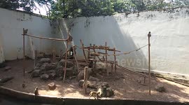 little cute monkey playing at zoo