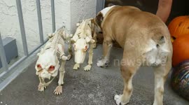 Bulldog tries to befriend skeleton dogs in spirit of Halloween