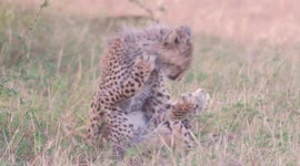 Cheetah cubs playing with each other in Maasai Mara, Kenya
