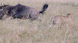 Bleeding Wildebeest fighting two male Cheetahs for life and wins the fight