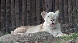 A lion makes a big yawn.