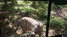 Tiger gets angry at zoo