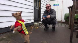 Ricky Gervais and Michelle Collins among celebrities attending Halloween dogs event in London