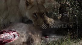Yikes! Lioness Bites Off Testicles Of Waterbuck Prey