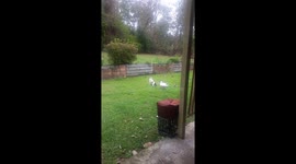 Duck and dog have playtime fun with slipper