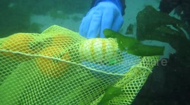 underwater pumpkin carving 6