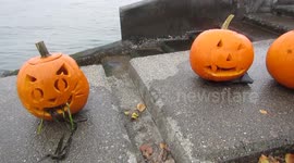 Line-up of pumpkins carved underwater