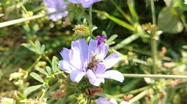 Late summer bees feeding on flowers