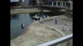 Roses  penguin